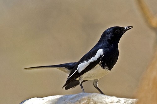 Magpie - side view