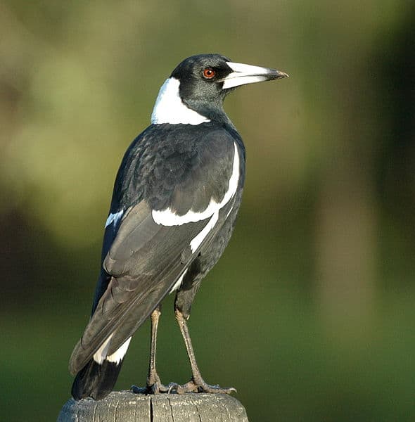 Magpie — sharp focus with faded background