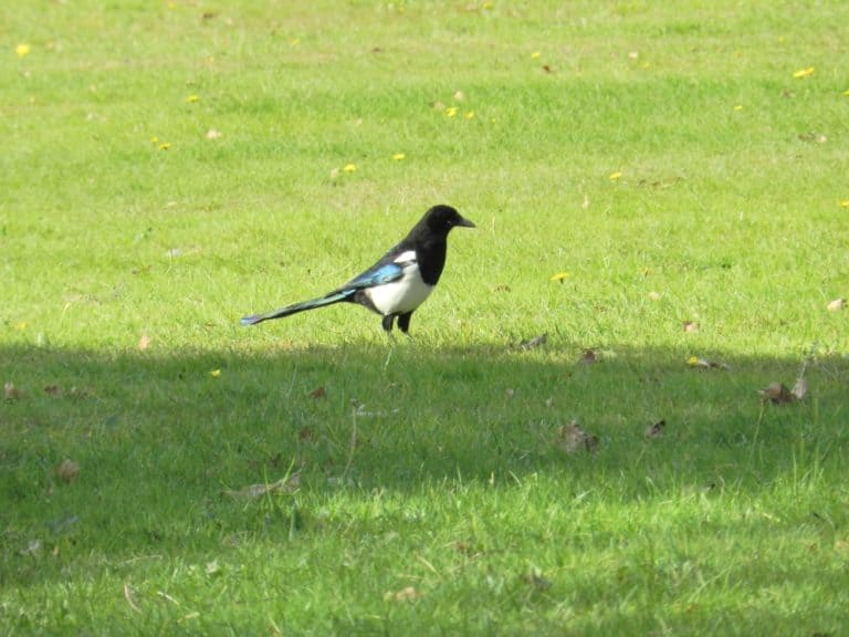wide shot of a magpie on a green, grassy area