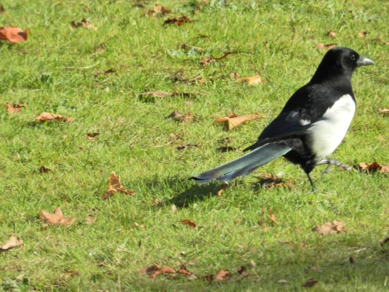 Magpie standing in the grass with some colorful leaves on the ground