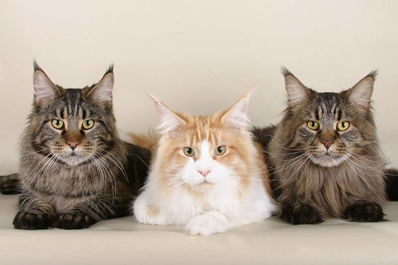 Maine Coon 