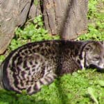 Malayan civet