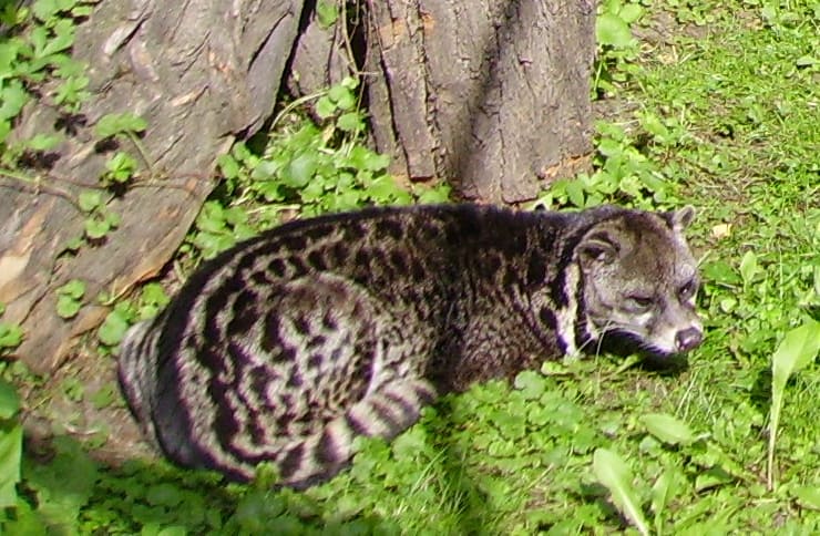 Malayan Civet on grass
