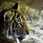 Malayan tiger