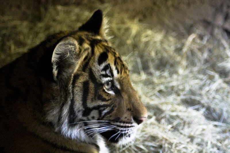 Malayan Tiger Animal Facts Panthera Tigris Jacksoni Az Animals
