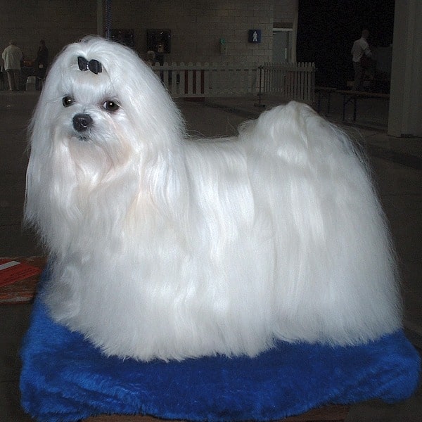 Maltese dog posing in the blue studio background.