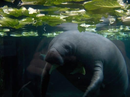 Are Manatees Dangerous? - A-Z Animals