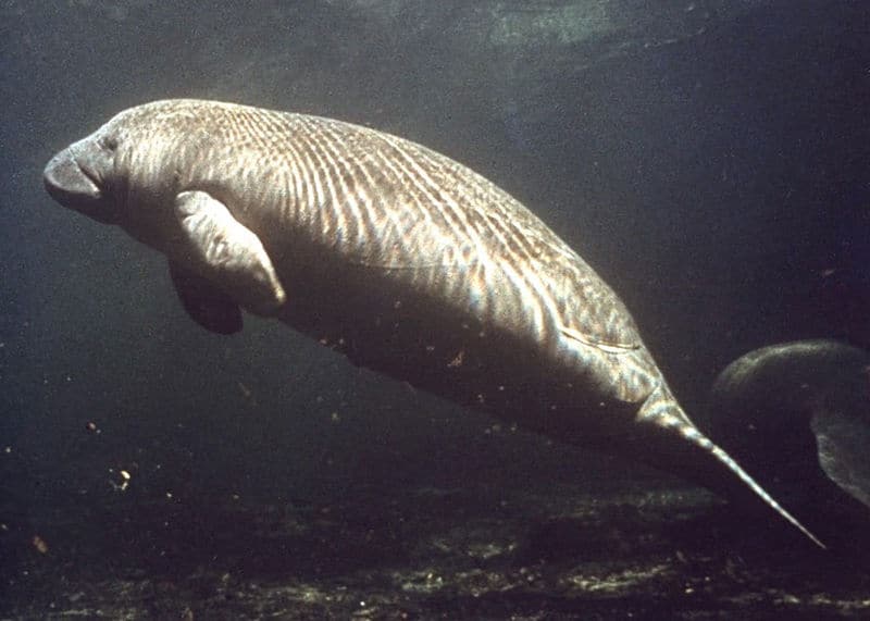 Manatee swimming in river