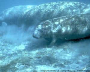 Manatee Animal Facts - Trichechidae - A-Z Animals