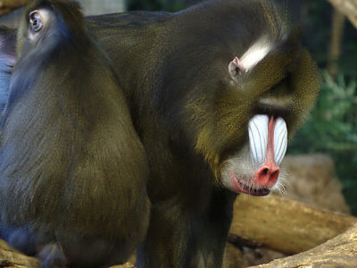 A Mandrill