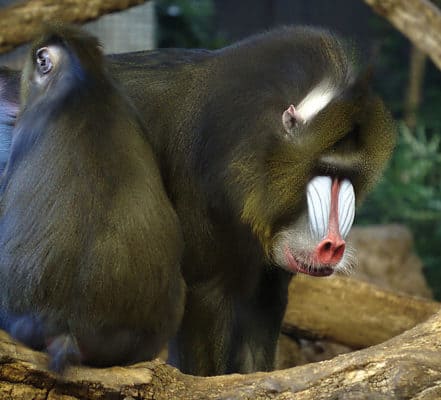 Mandrill Animal Facts Mandrillus Sphinx Az Animals