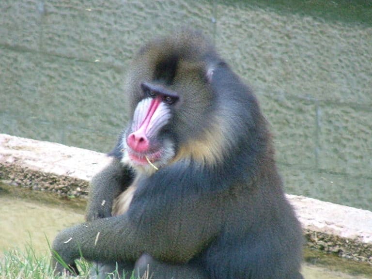 Mandrill lounging by the water