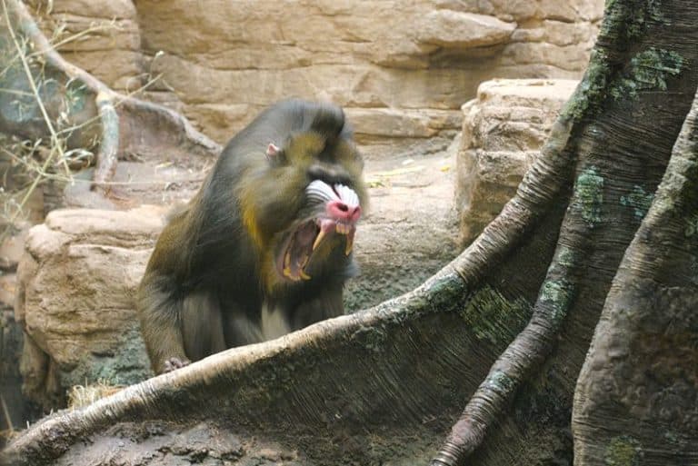 Mandrill showing large canine teeth