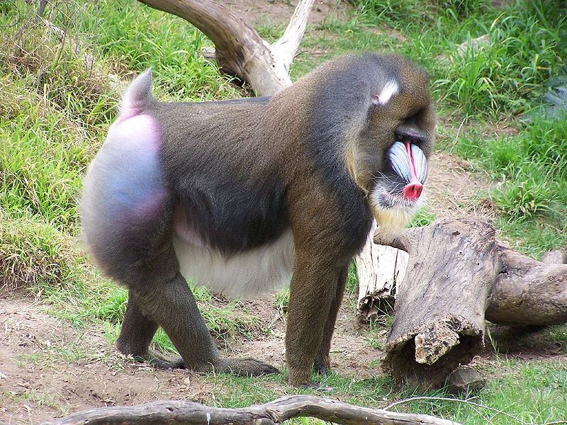 Full body shot of the mandrill