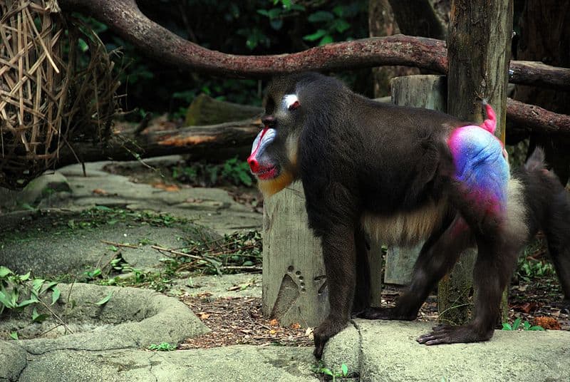 red and blue faced monkey