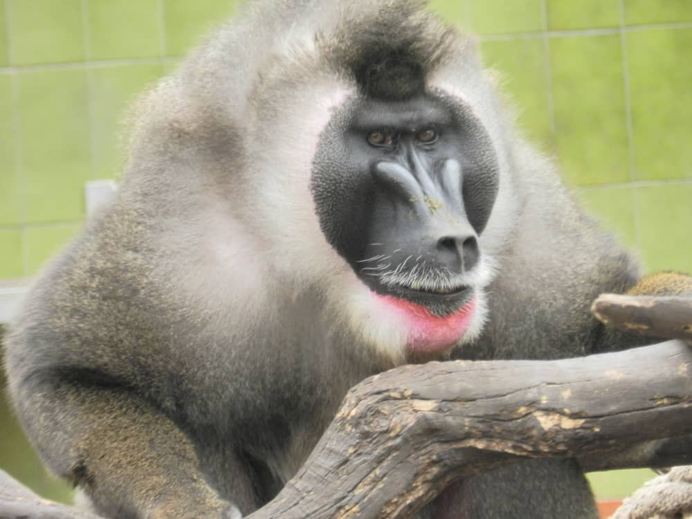 Mandrill at the Barcelona Zoo