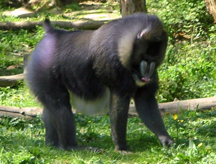 Large mandrill on all four legs