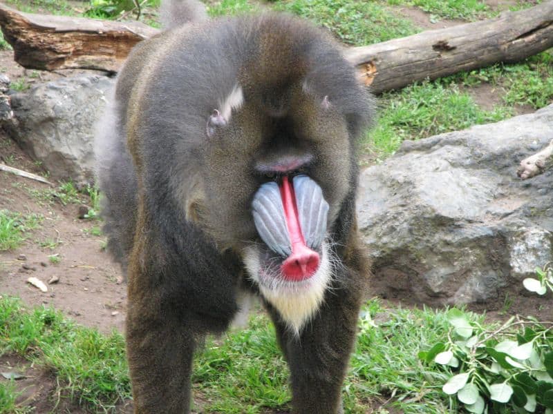 Facial view of the mandrill