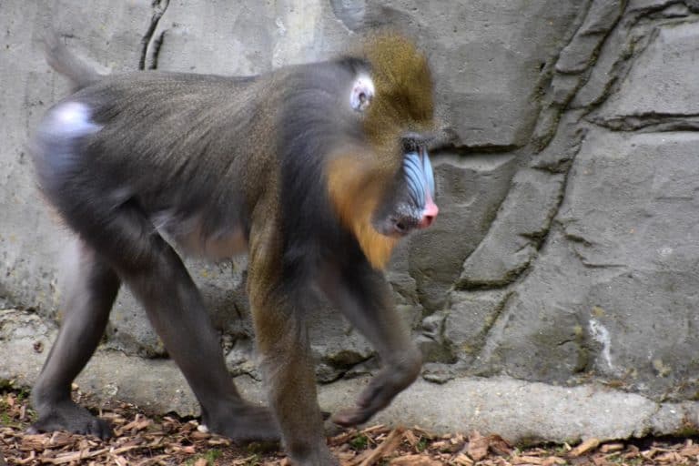 Mandrill at the Colchester Zoo in the UK
