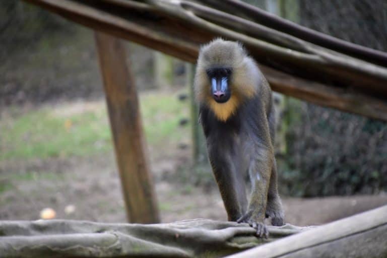 Small Mandrill at the Colchester Zoo