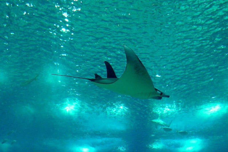 Manta Ray seen from below