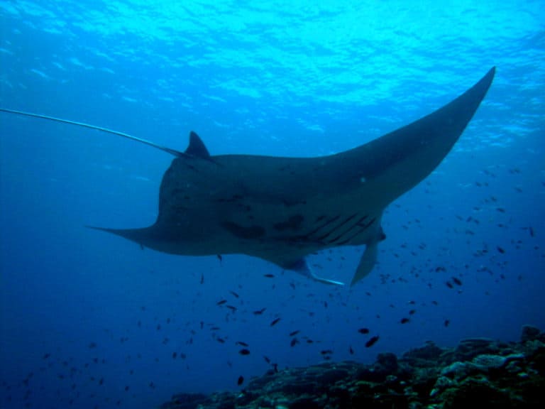 manta ray swimming oahu