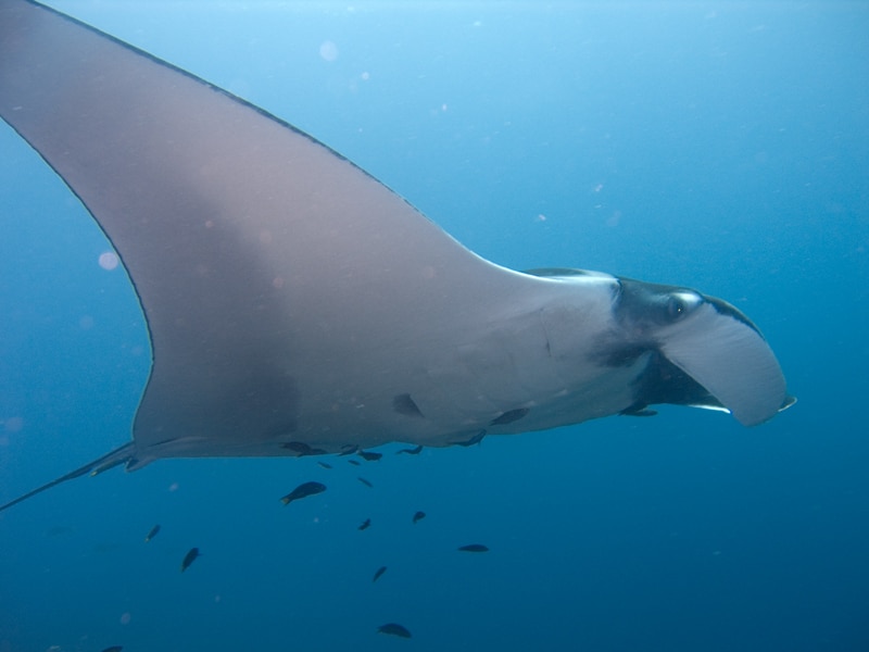 largest manta ray nest to a boat