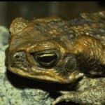 Cane toad