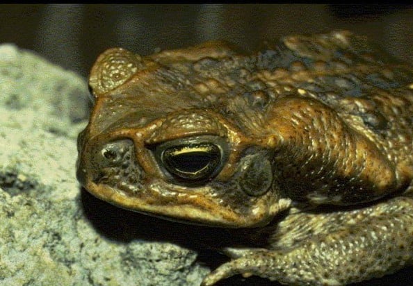 Toads in the garden - Richard Jackson Garden