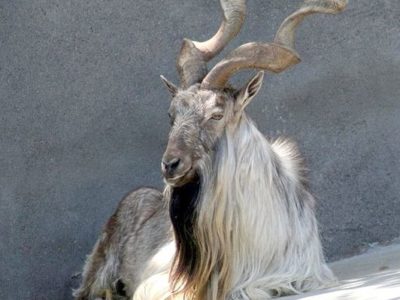 Markhor Picture