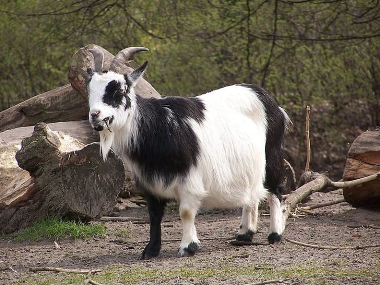 Capra aegagrus hircus (Pygmy goat) at Tierpark Berlin