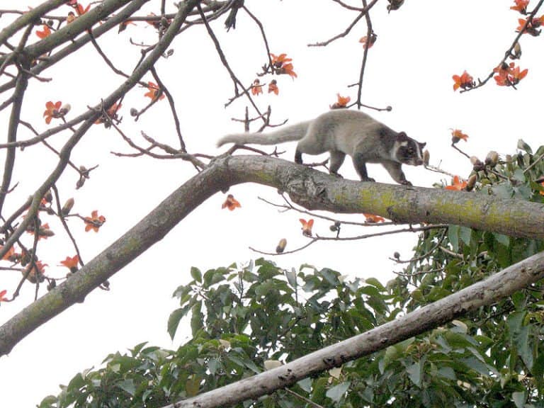 Masked Palm Civet in a tree