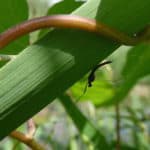 Mayflies