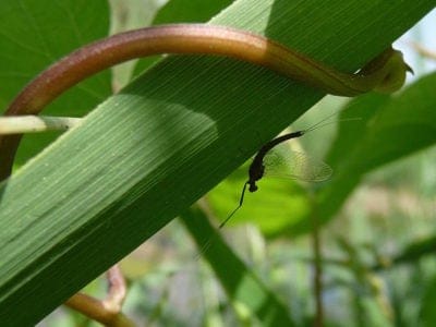 A Ephemeroptera