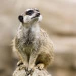Meerkat