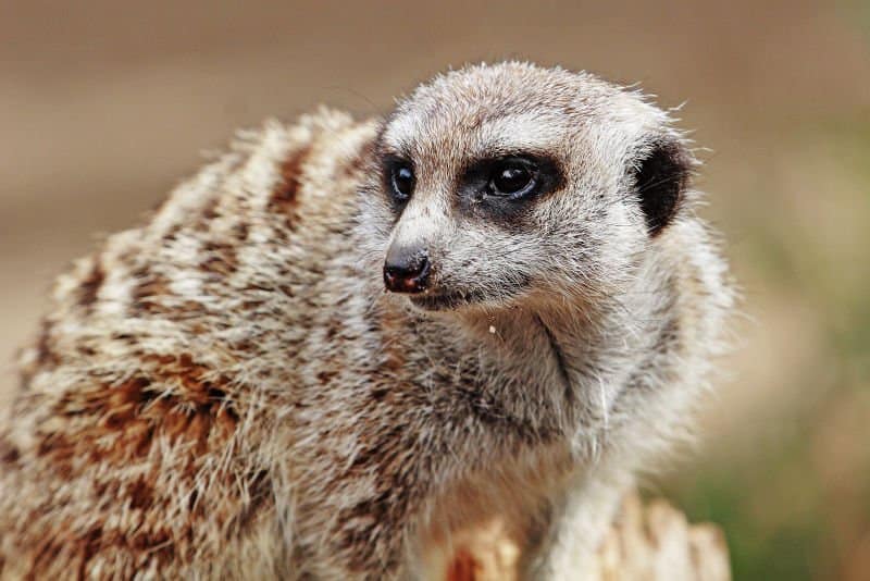 Blue Meerkat with White Hair Facts - wide 4