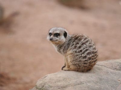 A Meerkat Quiz: What’s Your Knowledge?