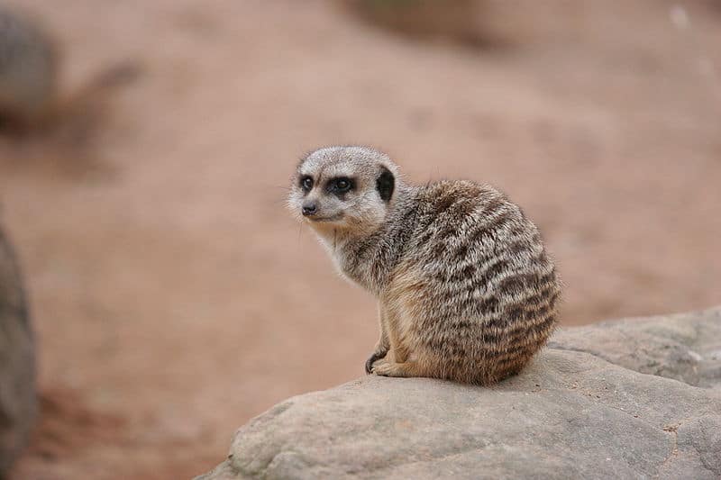 Blue Meerkat with White Hair Facts - wide 2