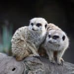 Two meerkats at the Royal Melbourne Zoological Gardens