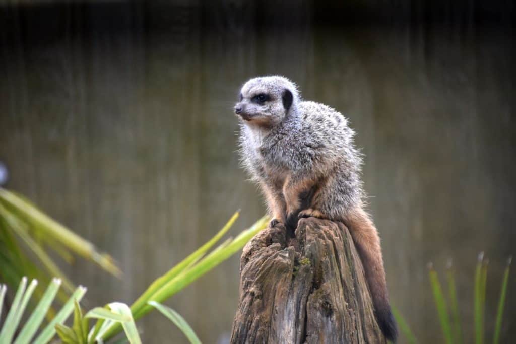 mongoose vs meerkat