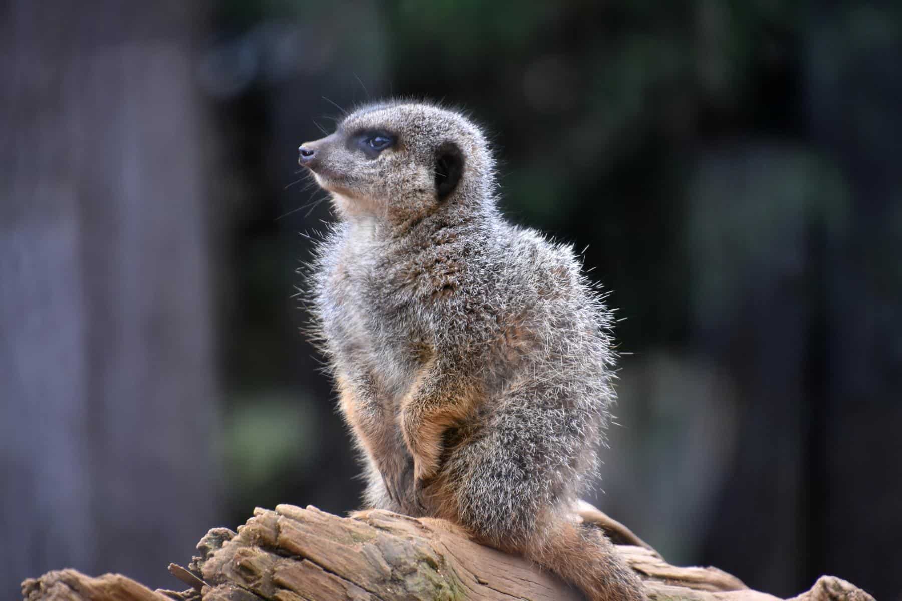 Blue Meerkat with White Hair Facts - wide 3