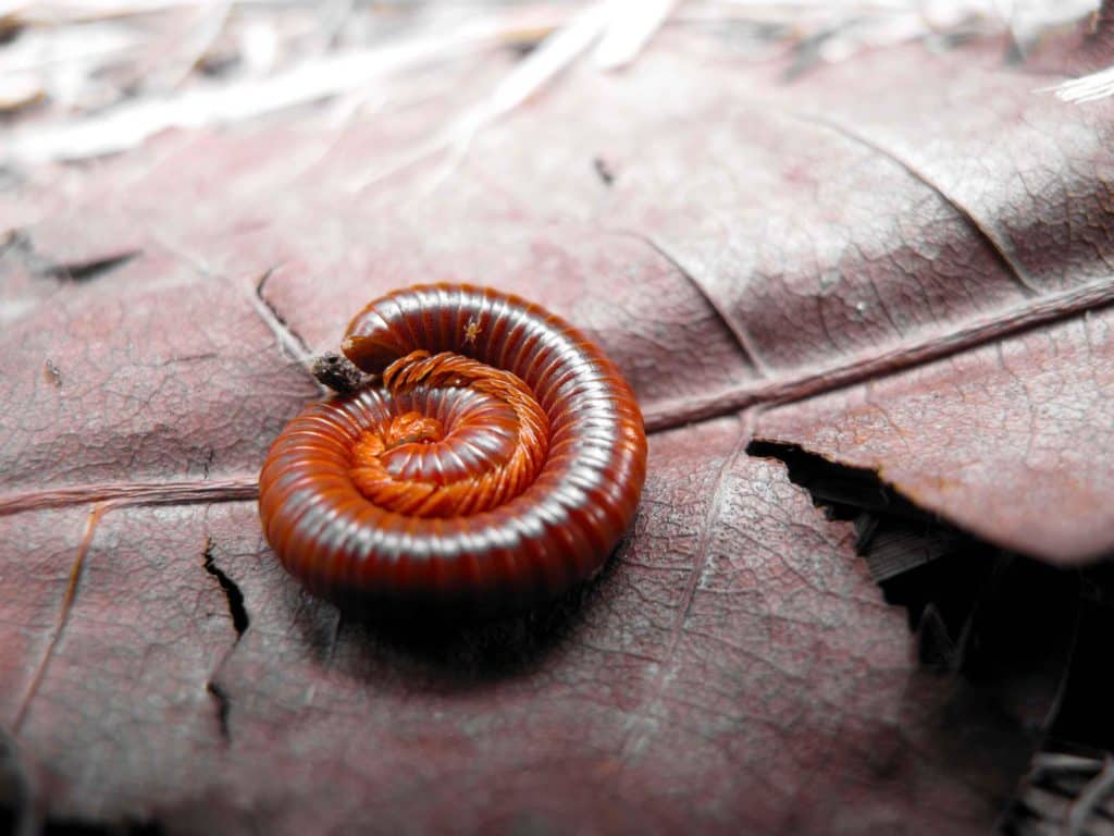 one of the most fascinating and incredible millipede facts is that they curl up into a ball to use their hard exoskeleton to protect their vulnerable undersides