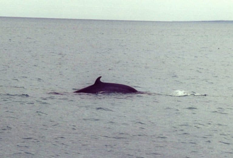 Minke Whale surfacing