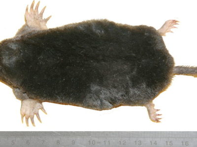 A Mole