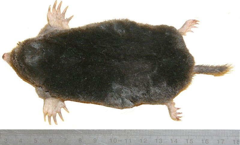 Mole on an isolated background