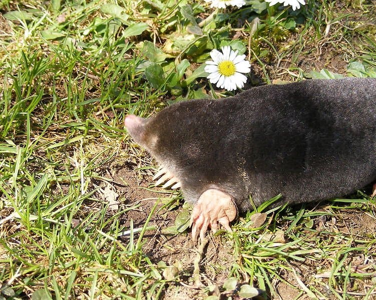 Mole on grassy ground