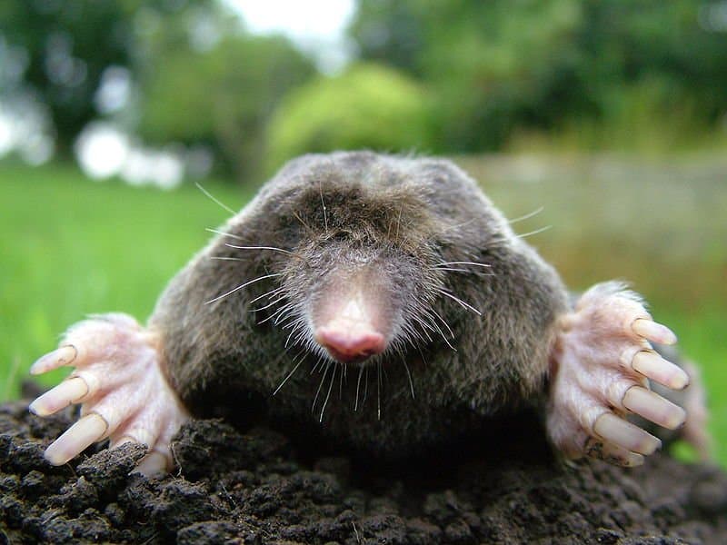 moles