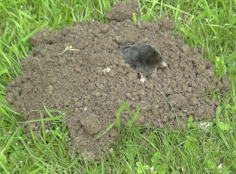 Mole emerging from hill of dirt