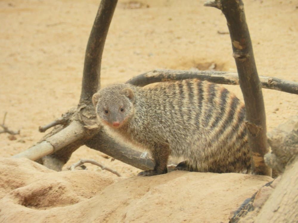 Mongoose Animal Facts | Helogale Parvula - AZ Animals