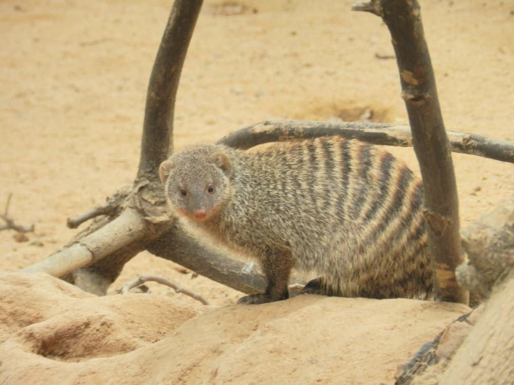 Mongoose in Barcelona Zoo